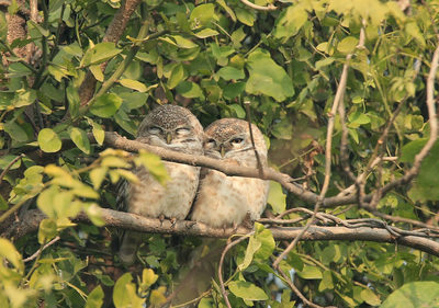 Two Spotted Owlets resting on a branch amidst green leaves in Bharatpur.