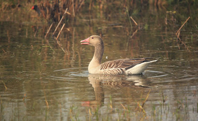 Greylag Goose floating on water in Bharatpur